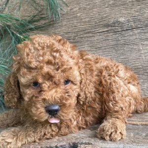 Labradoodle Puppy Kurt