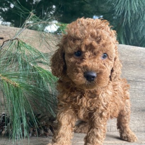 Labradoodle Puppy Kurt