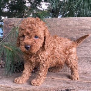 Labradoodle Puppy Kurt