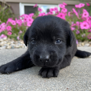Labrador Retriever Puppy Lotty