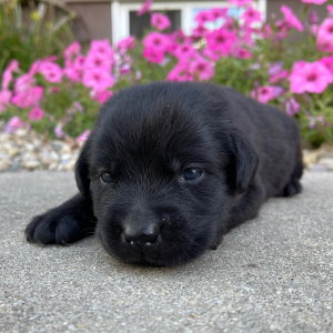 Labrador Retriever Puppy Lotty