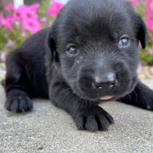 Labrador Retriever Puppy Lotty