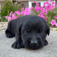 Labrador Retriever Puppy Lotty