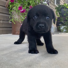 Labrador Retriever Puppy Lotty