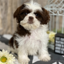 Shih Tzu Puppy Abby