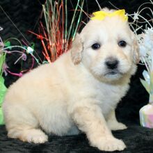 Goldendoodle Puppy Star