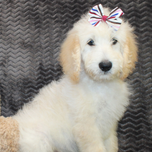 Goldendoodle Puppy Star