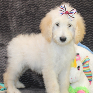 Goldendoodle Puppy Star