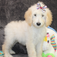 Goldendoodle Puppy Star
