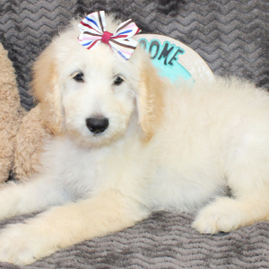 Goldendoodle Puppy Star