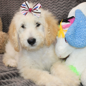 Goldendoodle Puppy Star