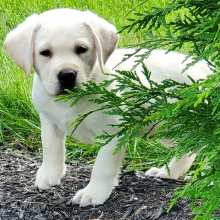 Labrador Retriever Puppy Weston