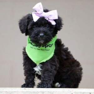 Schnoodle Puppy Fran