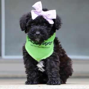 Schnoodle Puppy Fran