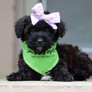 Schnoodle Puppy Fran