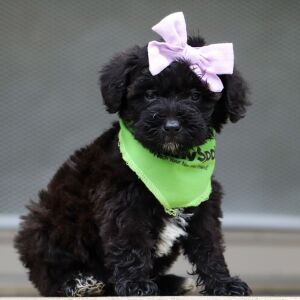 Schnoodle Puppy Fran