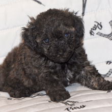 Poodle Puppy Joey