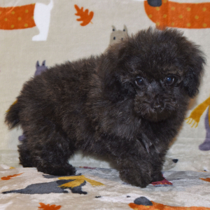 Poodle Puppy Joey