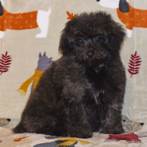 Poodle Puppy Joey