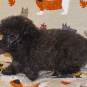 Poodle Puppy Joey