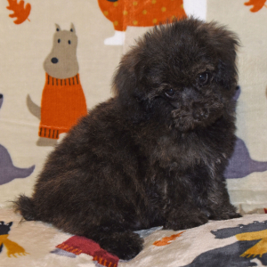 Poodle Puppy Joey