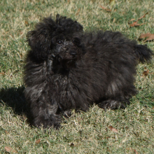 Poodle Puppy Joey