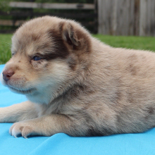 Pomsky Puppy Spanner