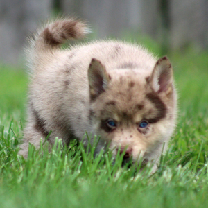 Pomsky Puppy Spanner
