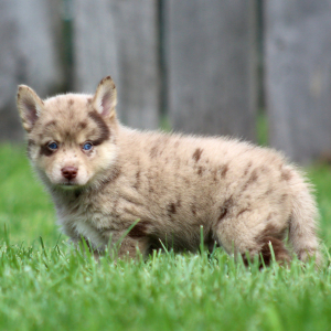 Pomsky Puppy Spanner