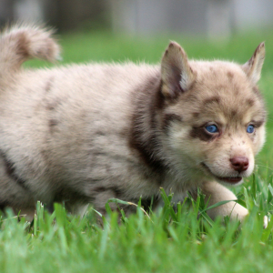 Pomsky Puppy Spanner