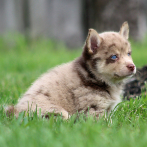 Pomsky Puppy Spanner