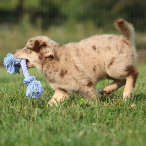 Pomsky Puppy Spanner