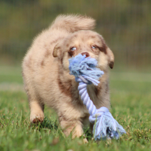 Pomsky Puppy Spanner