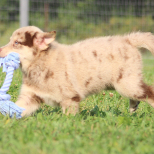 Pomsky Puppy Spanner