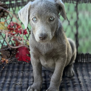 Labrador Retriever Puppy Sady