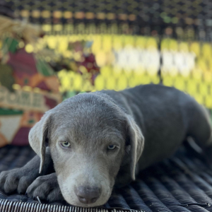 Labrador Retriever Puppy Sady