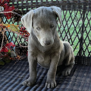 Labrador Retriever Puppy Sady
