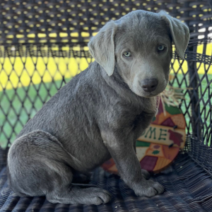 Labrador Retriever Puppy Sady