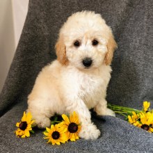 Poodle Puppy Dahlia