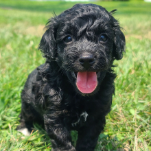 Cockapoo Puppy Benson