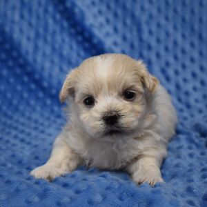 Mal-Shi Puppy Rocko