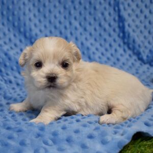 Mal-Shi Puppy Rocko