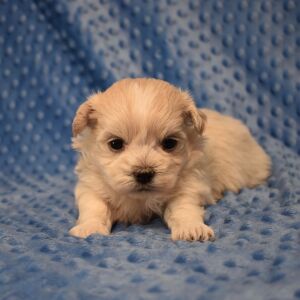 Mal-Shi Puppy Rocko