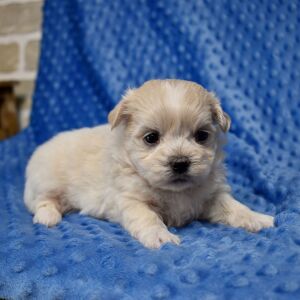 Mal-Shi Puppy Rocko