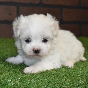 Maltese Puppy Lil Miss