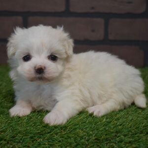 Maltese Puppy Lil Miss