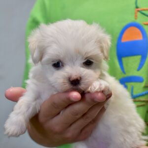 Maltese Puppy Lil Miss
