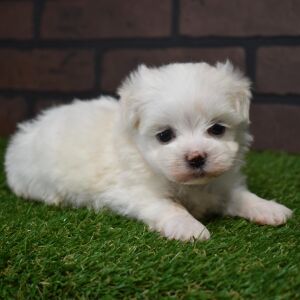 Maltese Puppy Lil Miss