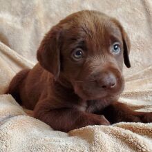 Labrador Retriever Puppy Carter