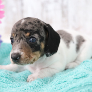 Dachshund Puppy Neptune